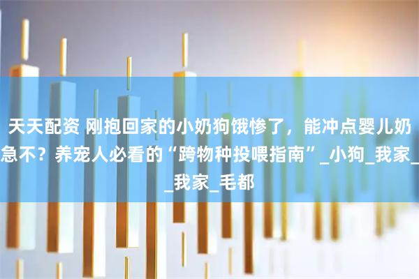 天天配资 刚抱回家的小奶狗饿惨了，能冲点婴儿奶粉救急不？养宠人必看的“跨物种投喂指南”_小狗_我家_毛都